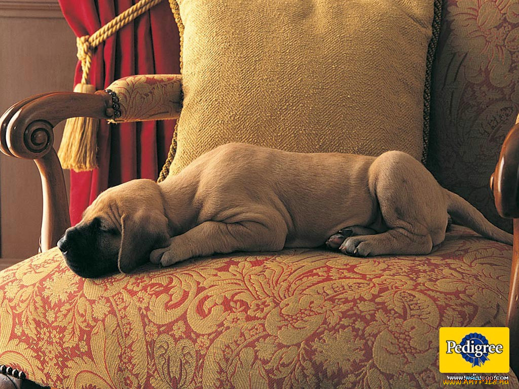 , pedigree